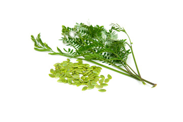 Leucaena leucocephala seeds and leaf isolated background.