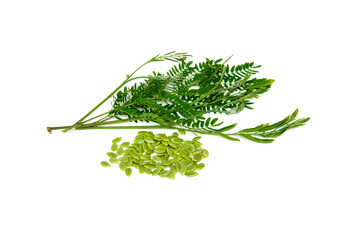 Leucaena leucocephala seeds and leaf isolated background.