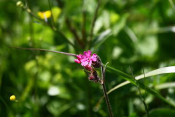 Red campion flowers