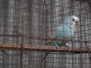 Blue Parakeet