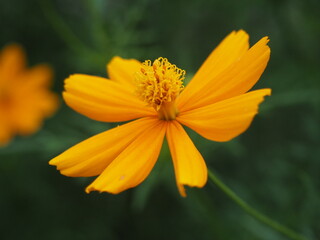 Cosmos Yellow flower or Cosmos Sulphureus is a flowering plant that comes from Mexico and belongs to the Cosmos family. This plant is also a natural habitat for the insect Anagrus nilaparvatae.