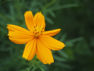 Cosmos Yellow flower or Cosmos Sulphureus is a flowering plant that comes from Mexico and belongs to the Cosmos family. This plant is also a natural habitat for the insect Anagrus nilaparvatae.