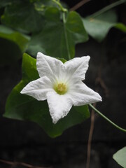 White Wild Flower