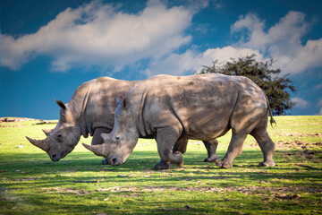 Fototapeta premium Rhinoceros couple walking in the savannas of Africa