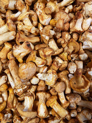 Background of many fresh ripe yellow mushrooms close up. Top view. Flat lay. Autumn harvest. Food backgrounds