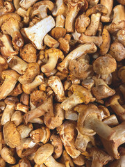 Background of many fresh ripe yellow mushrooms close up. Top view. Flat lay. Autumn harvest. Food backgrounds