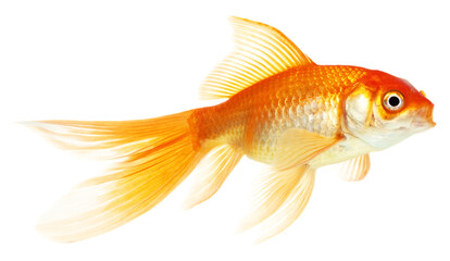 gold fish isolated on white