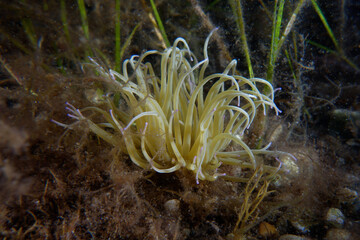 Obraz premium Snakelocks anemone (Anemonia viridis)