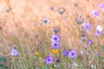 Dried flowers annual Immortelle beautiful wildflowers. Warm summer evening with a bright meadow at sunset. Beautiful natural landscape with sunbeams.