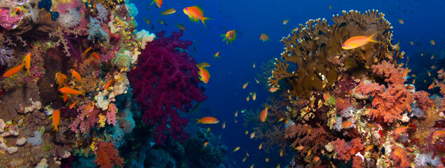 Fototapeta na wymiar Coral and fish