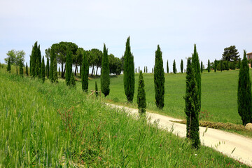 Fototapeta na wymiar Toskana Landschaft mit Zypressen und Pinien am Weg, Italien, Europa