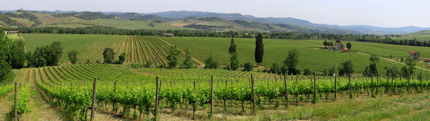 Hügellandschaft mit Weinanbau in der Toskana, Italien, Europa, Panorama
