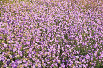 Obraz premium Dried flowers annual Immortelle beautiful wildflowers. Warm summer evening with a bright meadow at sunset. Beautiful natural landscape with sunbeams.
