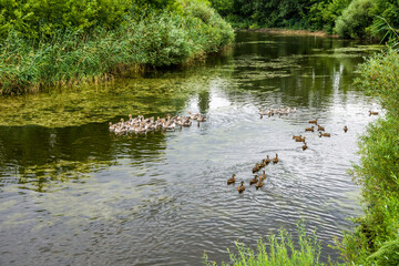 flocks of poultry swim in a small river