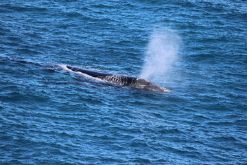Naklejka premium Magnificent Whale spraying water