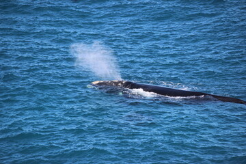 Obraz premium Magnificent Whale spraying water