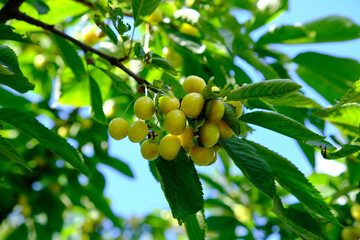 Fresh yellow cherry fruit branch bathed in sunlight