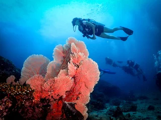 Fototapete Rund scuba diver and coral reef © Ranchana
