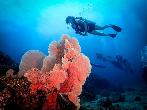 scuba diver and coral reef