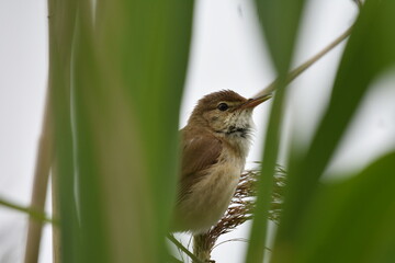 Teichrohrsänger im Schilf am See