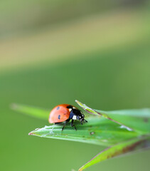 Red ladybug sitting on a green leaf on a sunny summer day. Close-up, close-up, shallow depth of field. Blurred background © Stepanych