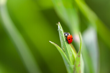 Red ladybug sitting on a green leaf on a sunny summer day. Close-up, close-up, shallow depth of...