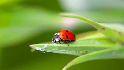 Red ladybug sitting on a green leaf on a sunny summer day. Close-up, close-up, shallow depth of field. Blurred background