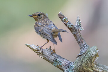 Redbreast robin bird chick wild