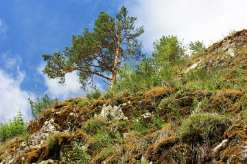 Pine on the top of the cliff
