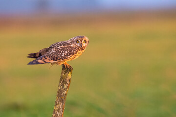 Short-eared owl (Asio flammeus) perched at sunset