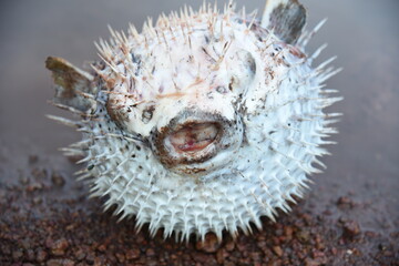 Deadly puffer fish. © Mae_Jumlong