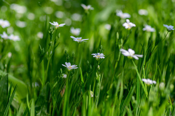 Rabalera Stellaria holostea greater stitchwort perennial flowers in bloom, group of white flowering plants on green background