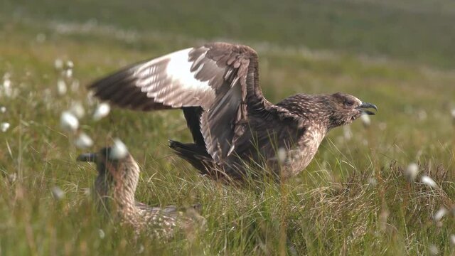 great skua bird pair on grass land calling stretch flap wings runde west coast norway