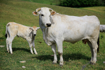 Maremmaner Rind, Muttertier mit Kalb, südliche Toskana, Italien, Europa