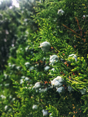 Top view of green juniper branch close up on spring sunny day. Small coniferous tree. Pine tree. 