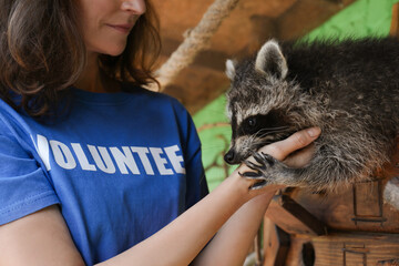 Volunteer with cute raccoon in animal shelter, closeup