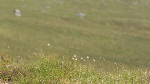great skua bird on grass land stretch flap wings fly away runde west coast norway