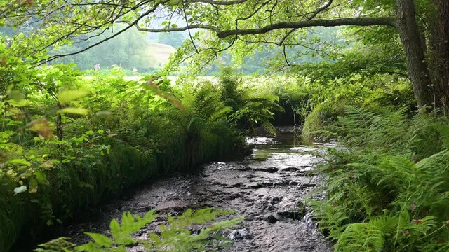 Klimaneutral in die Zukunft - Ein Bach mit viel Vegetation