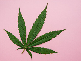 Green cannabis leaves on pink background.