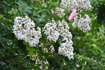 白花サルスベリ