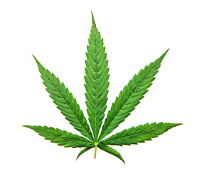 Green cannabis leaves on white background.