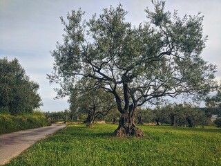Background of green beautiful garden with old olive trees at the Adriatic coast in spring. 