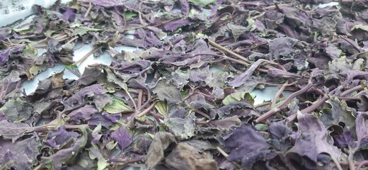natural basil dried in the sun to make spices.