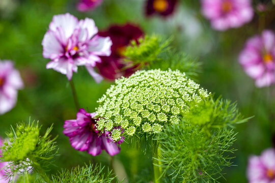 Flower border with cosmos and Ammi visnaga