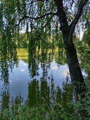 summer birch tree reflection in the lake water landscape
