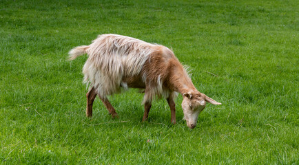 goat grazing in the meadow