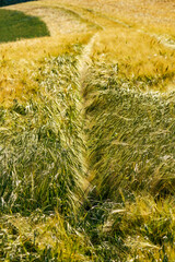 gelbes, reifes Getreidefeld, Roggenfeld im Emmental, Schweiz, im Abendlicht. Landschaftsbild mit Ähren und Fahrspur des Traktors im Weizenfeld
