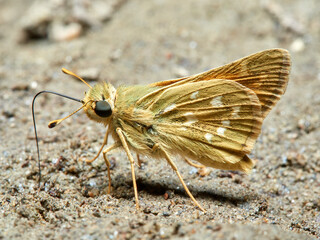 Silver spotted Skipper. Hesperia comma.