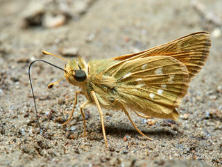 Silver spotted Skipper. Hesperia comma.