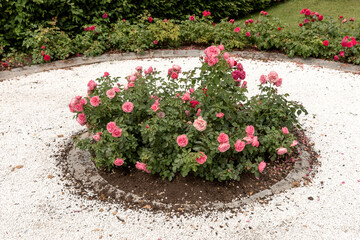 Roses in the park surrounded by white pebbles